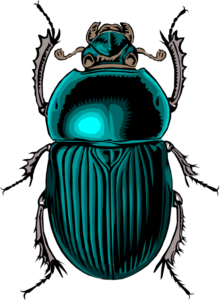 Image of dung beetle